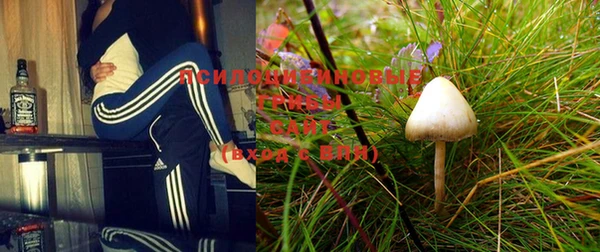 PSILOCYBIN Бородино
